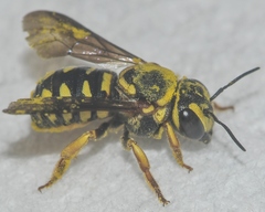 Dianthidium curvatum