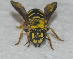 Dianthidium curvatum