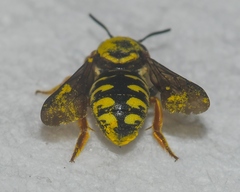 Dianthidium curvatum