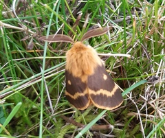 Lemonia dumi