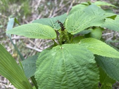 Acalypha