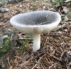 Russula parazurea