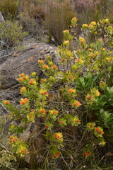 Leucospermum oleifolium
