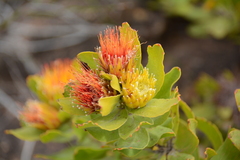 Leucospermum oleifolium