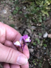 Linaria repens