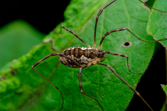 Mitopus morio