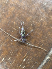 Ambonus distinctus