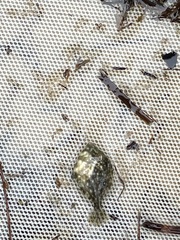 Stephanolepis hispida