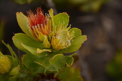 Leucospermum oleifolium