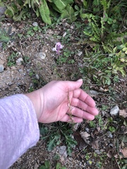 Linaria repens