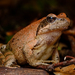 Italian Stream Frog - Photo (c) Adriano Losso, some rights reserved (CC BY-NC), uploaded by Adriano Losso