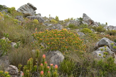 Leucospermum oleifolium