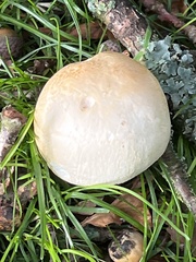 Agaricus arvensis