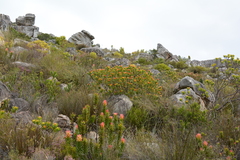 Leucospermum oleifolium
