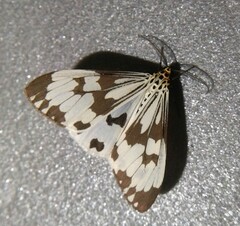 Nyctemera adversata
