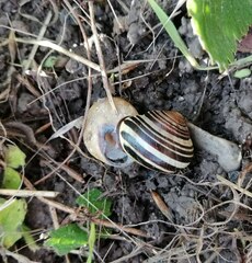 Cepaea nemoralis