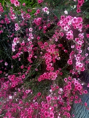 Leptospermum scoparium