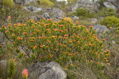 Leucospermum oleifolium