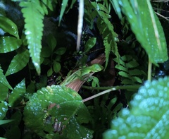 Bronchocela jubata