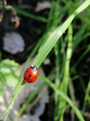 Coccinella septempunctata
