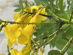 Crematogaster laeviuscula