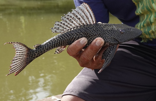 Amazon sailfin catfish (Pterygoplichthys pardalis) — Loricariidae — 2