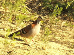 Phaps elegans