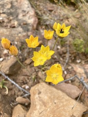 Ornithogalum dubium