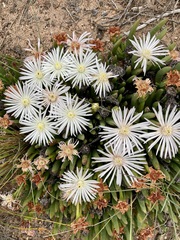 Ruschia albida