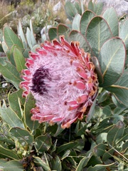 Protea magnifica