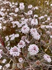 Lachnaea