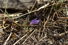 Crocus thomasii