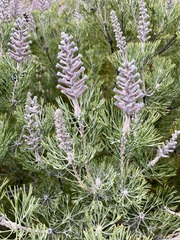 Paranomus bracteolaris