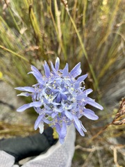 Lachnaea filamentosa