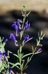 Scutellaria siphocampyloides
