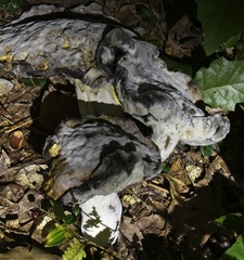 Hypomyces chrysospermus
