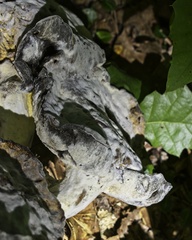 Hypomyces chrysospermus