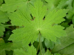 Geranium phaeum