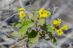 Cordia lutea