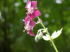 Geranium phaeum