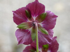 Geranium phaeum