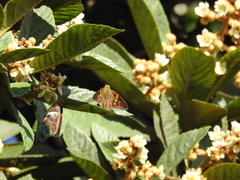 Aguna asander asander