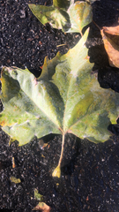 Platanus × hispanica
