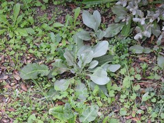 Cynoglossum cheirifolium