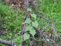 Quercus rotundifolia