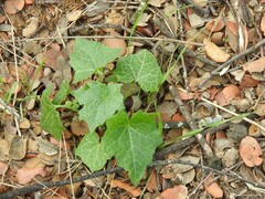 Quercus rotundifolia