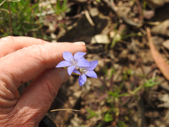 Wahlenbergia stricta