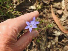 Wahlenbergia stricta