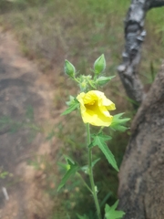 Malvaceae