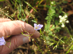 Wahlenbergia stricta